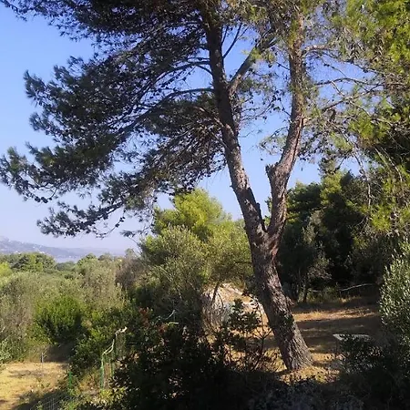 Seapine * Lassi (Kefalonia)